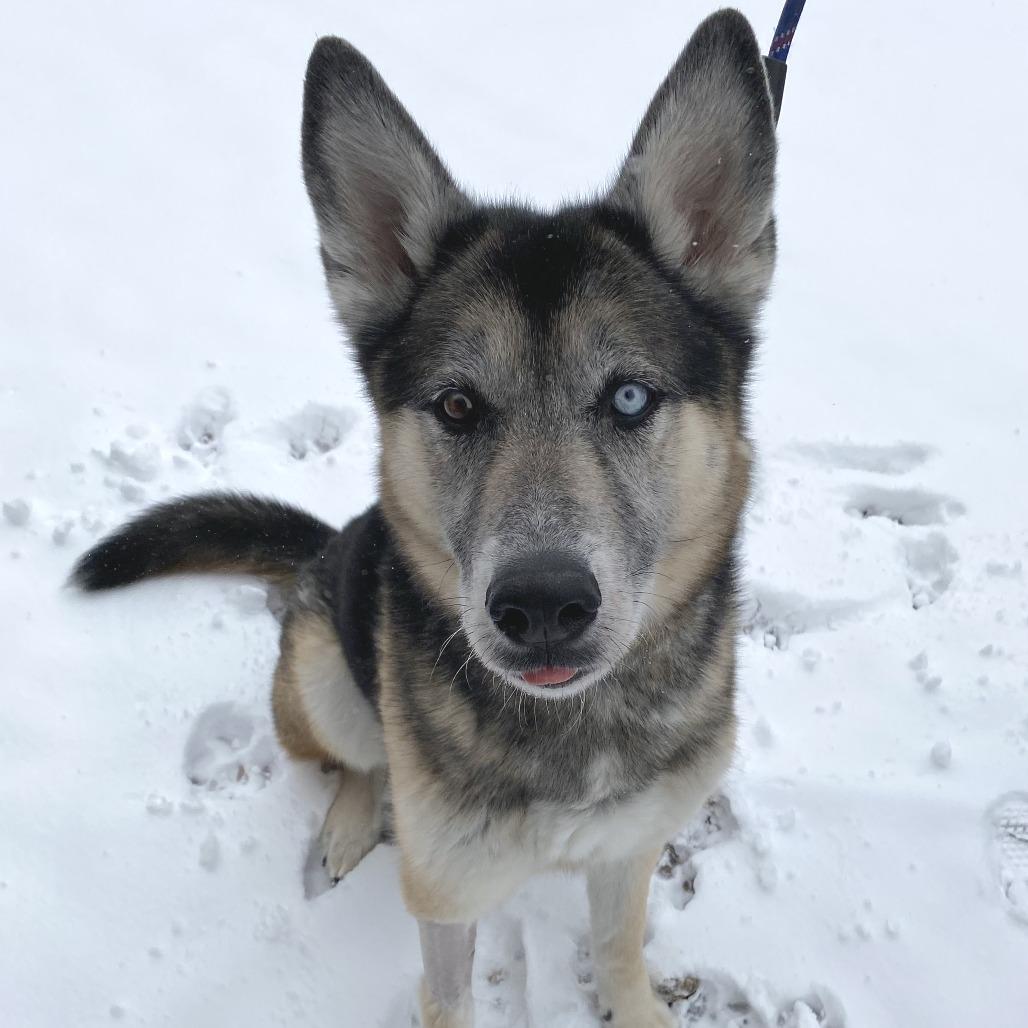 Enlarge Renji, a Adoptable mixed breed in Cheyenne, WY image 5/6