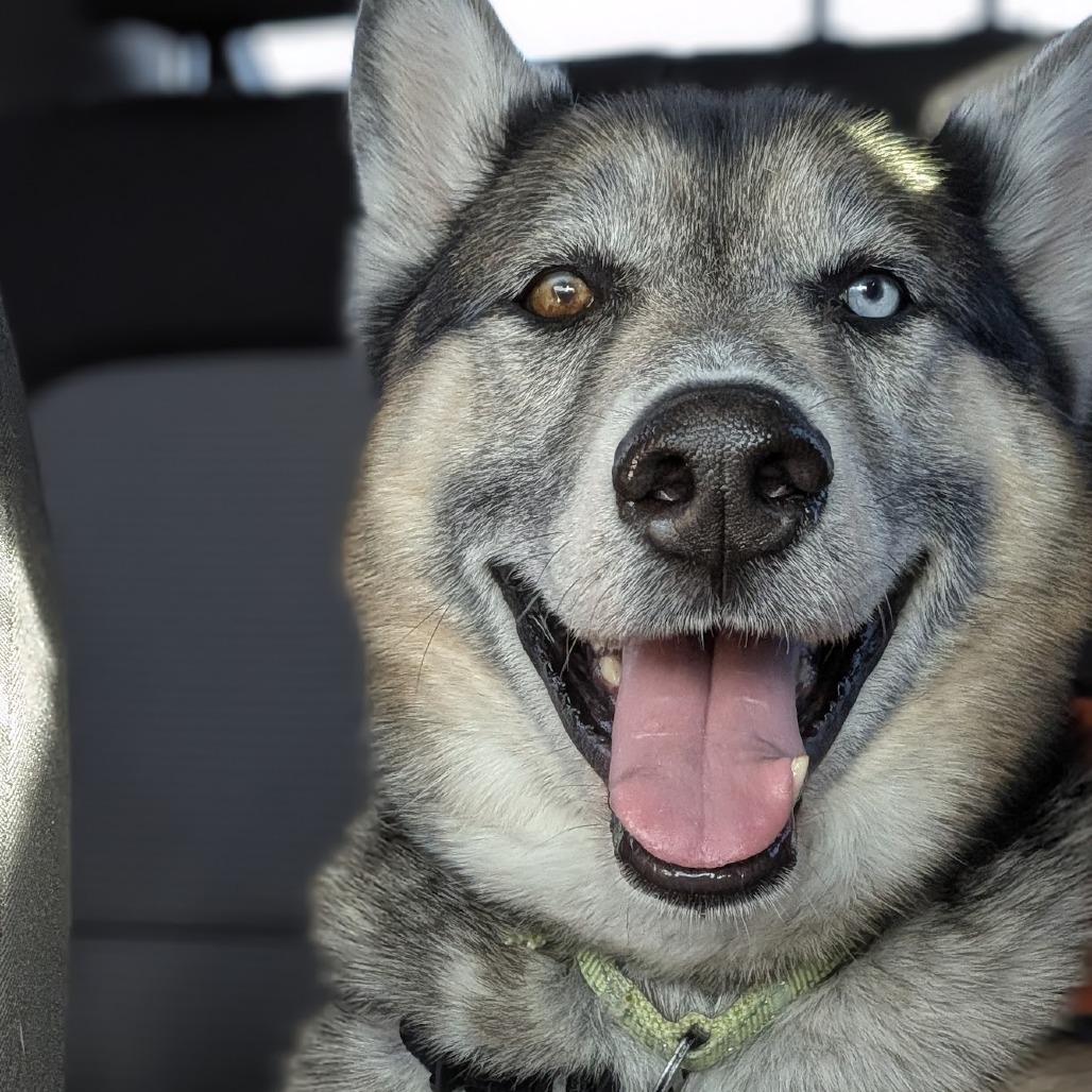Enlarge Renji, a Adoptable mixed breed in Cheyenne, WY image 6/6