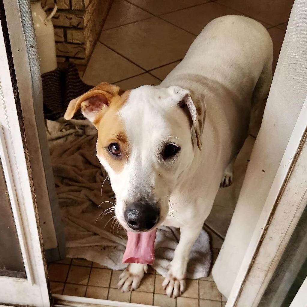 Simon Sez, a Adoptable mixed breed in New Orleans, LA image 1/6