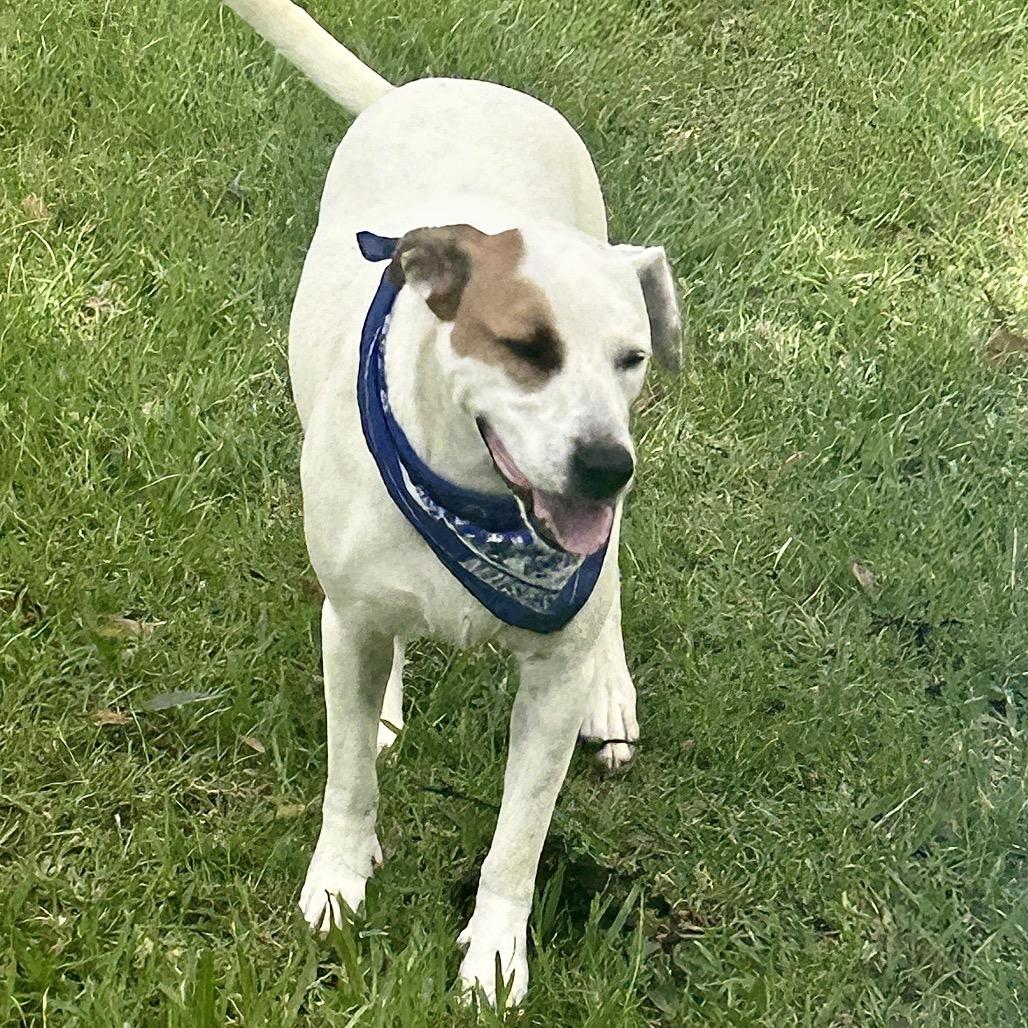 Simon Sez, a Adoptable mixed breed in New Orleans, LA image 2/6