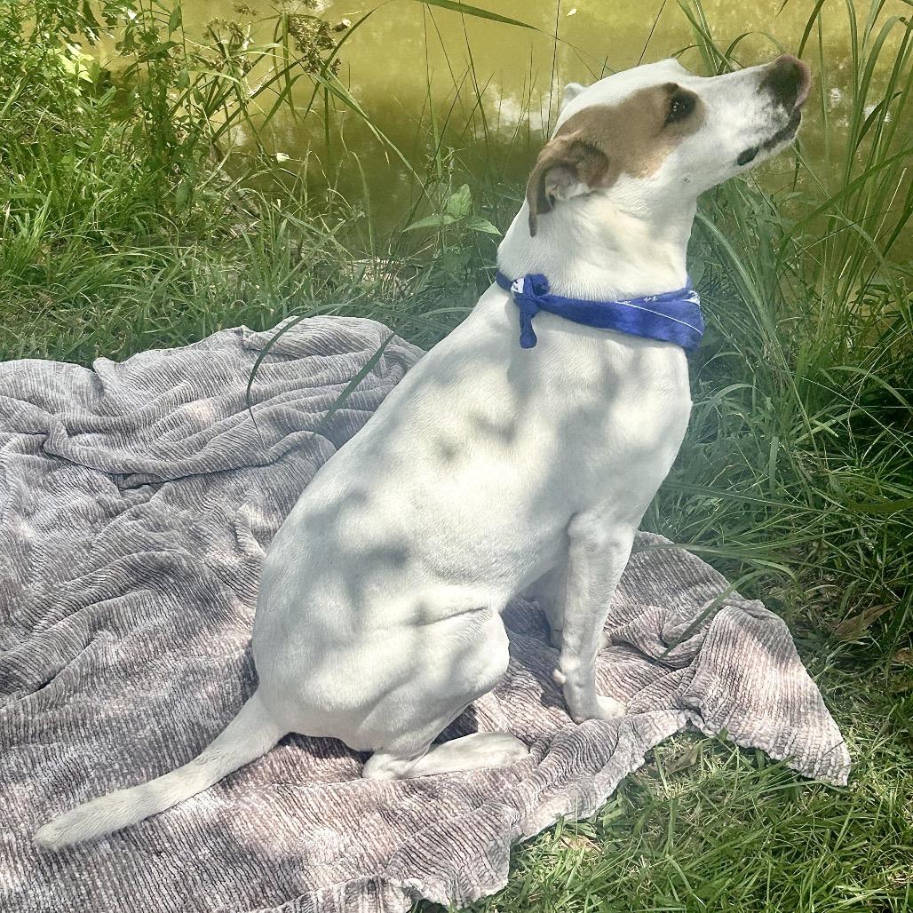 Simon Sez, a Adoptable mixed breed in New Orleans, LA image 3/6