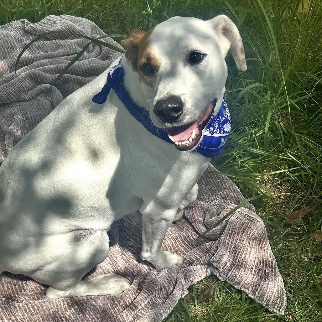 Enlarge Simon Sez, a Adoptable mixed breed in New Orleans, LA image 4/6