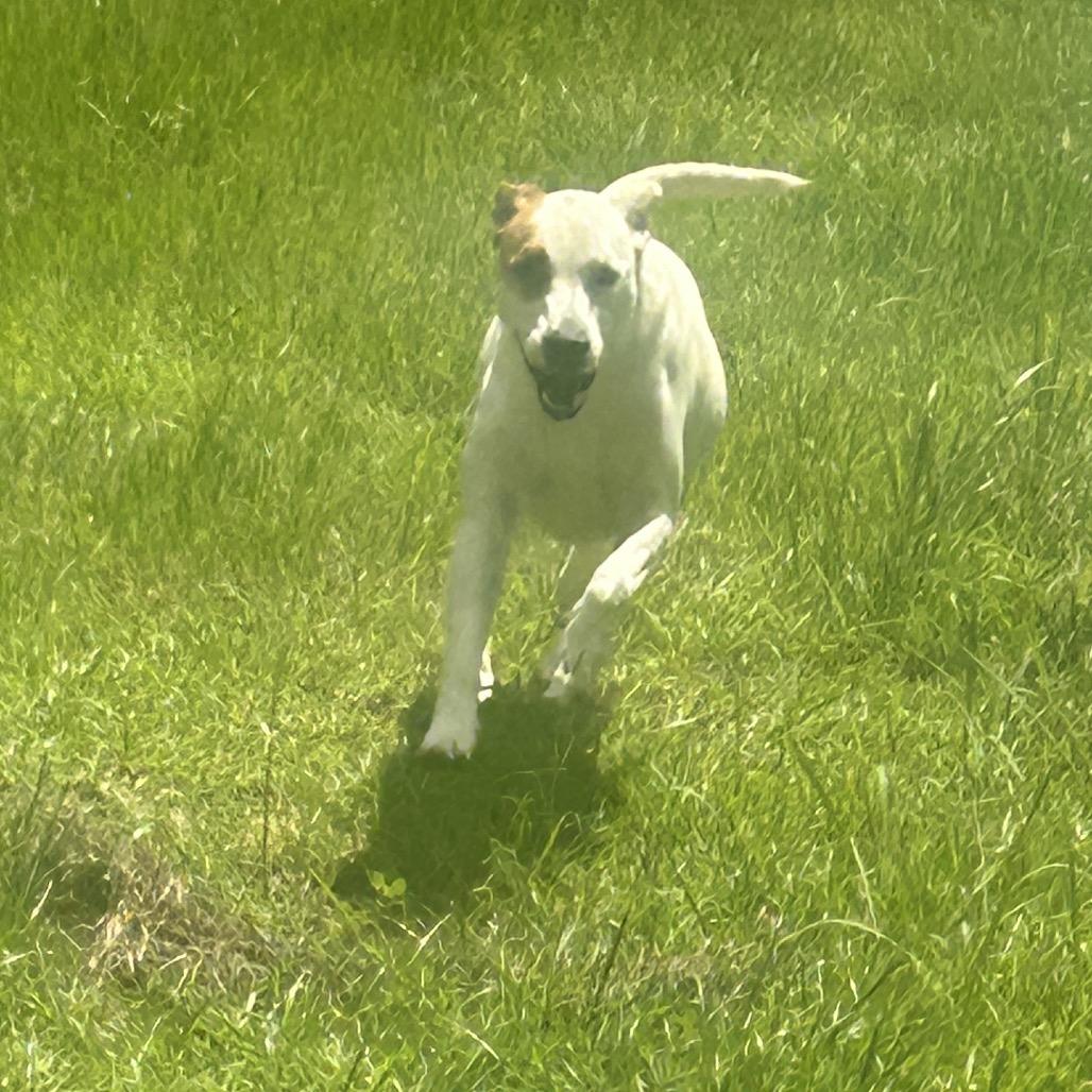 Enlarge Simon Sez, a Adoptable mixed breed in New Orleans, LA image 5/6