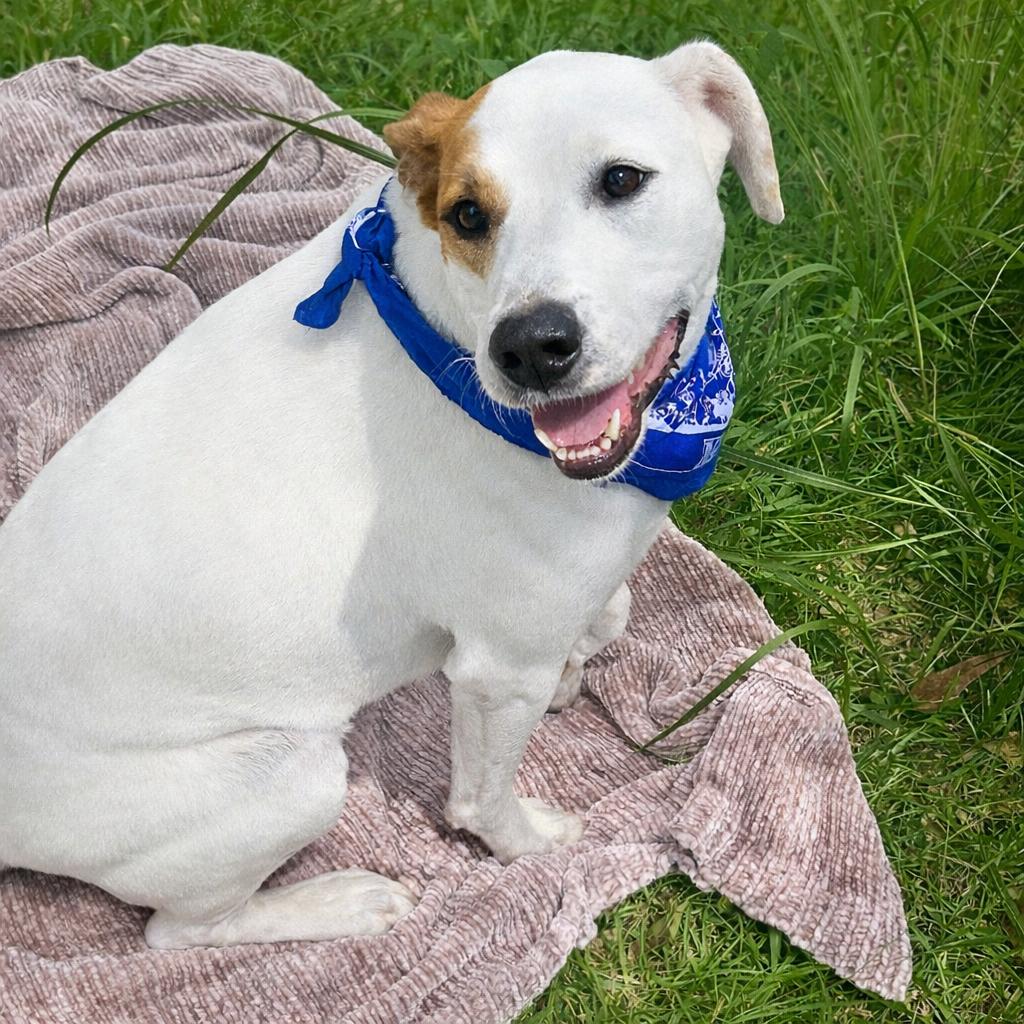 Simon Sez, Adoptable, Adult Male Jack Russell Terrier & Beagle.