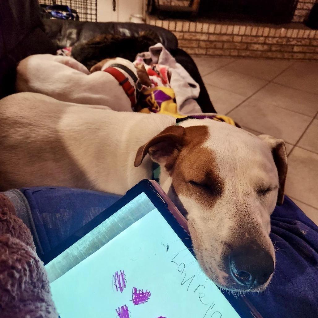 Simon Sez, a Adoptable mixed breed in New Orleans, LA image 6/6