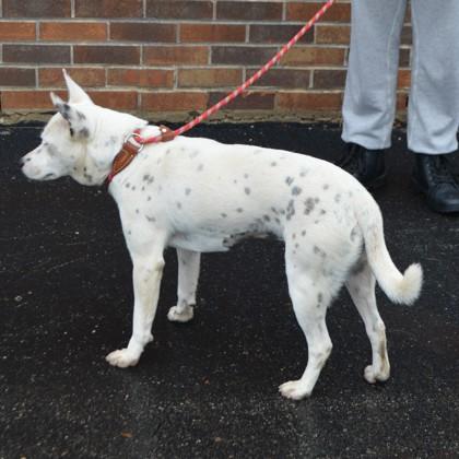Cotton+, a Adoptable mixed breed in Elk Grove Village, IL image 1/3