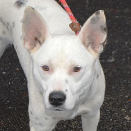 Cotton+, a Adoptable mixed breed in Elk Grove Village, IL image 2/3