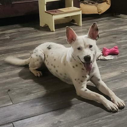 Cotton+, a Adoptable mixed breed in Elk Grove Village, IL image 3/3