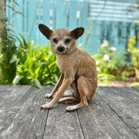 Watson, a Adoptable Chihuahua in Pacific Grove, CA image 2/6