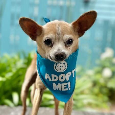 Watson, a Adoptable Chihuahua in Pacific Grove, CA image 3/6