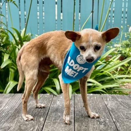 Watson, a Adoptable Chihuahua in Pacific Grove, CA image 4/6