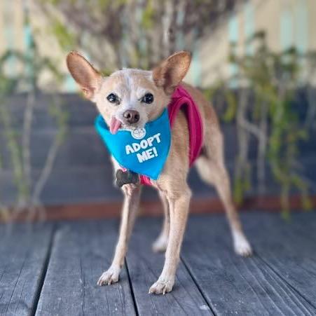 Watson, a Adoptable Chihuahua in Pacific Grove, CA image 5/6