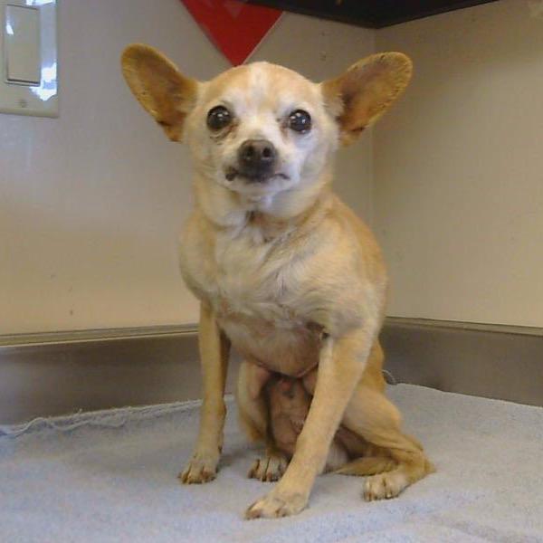 Watson, a Adoptable Chihuahua in Pacific Grove, CA image 6/6