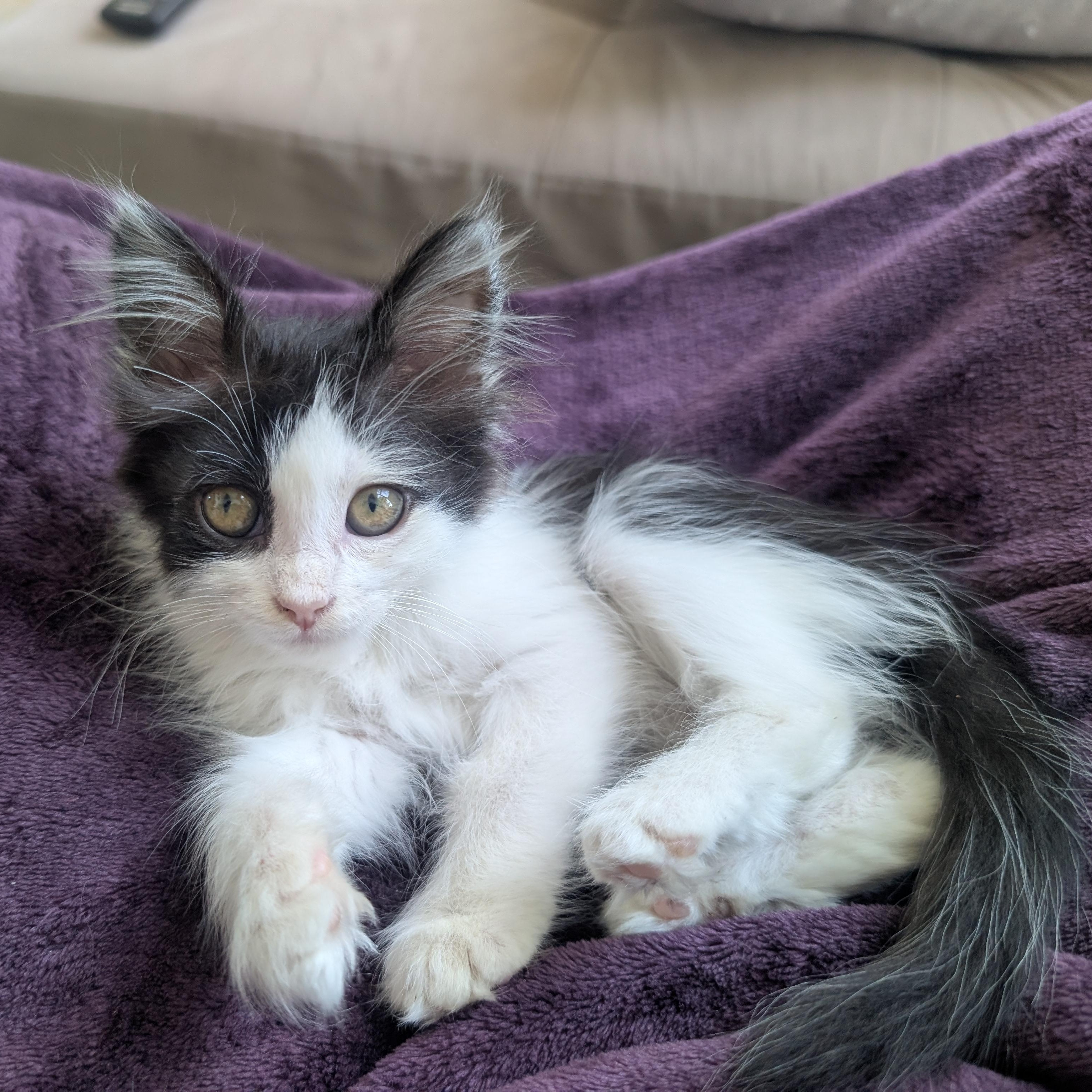 Unicorn Morley Steve, Adoptable, Kitten Female Domestic Medium Hair.