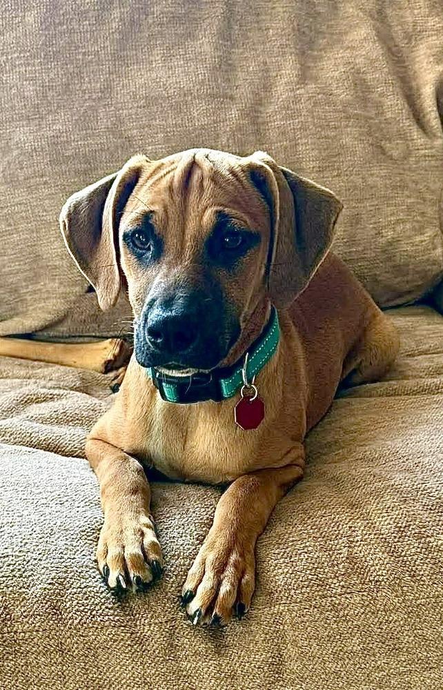 Ted, Adopted, Puppy Male Redbone Coonhound.