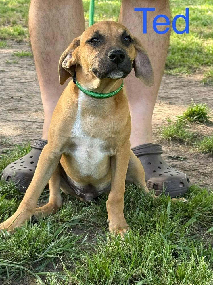 Enlarge Ted, a Adoptable mixed breed in Syracuse, NY image 1/5