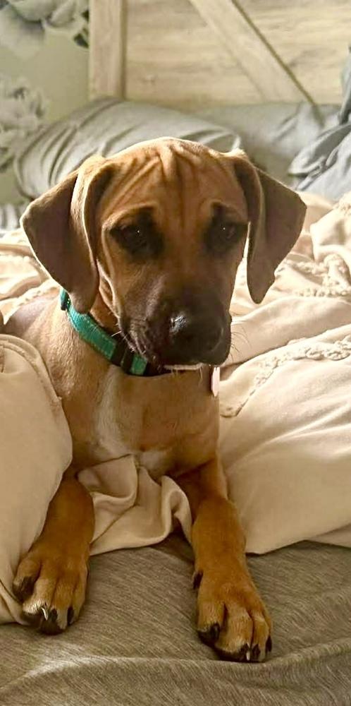 Enlarge Ted, a Adopted mixed breed in Syracuse, NY image 2/5