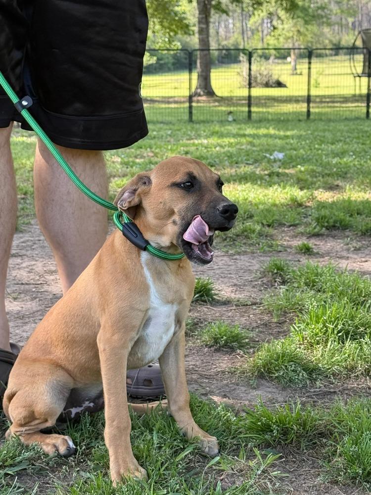 Enlarge Ted, a Adoptable mixed breed in Syracuse, NY image 2/5