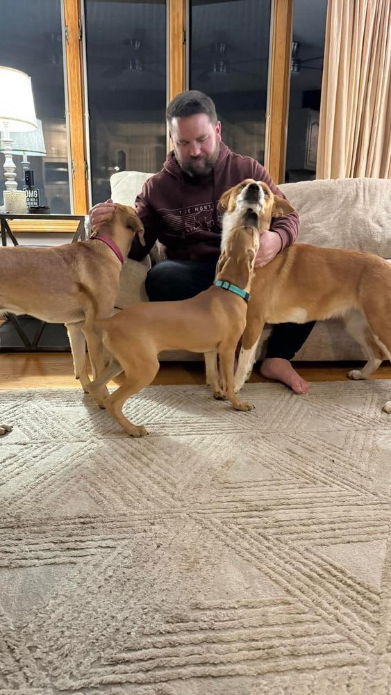 Enlarge Ted, a Adopted mixed breed in Syracuse, NY image 4/5