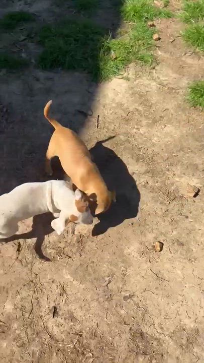 Enlarge Ted, a Adoptable mixed breed in Syracuse, NY video 5/5