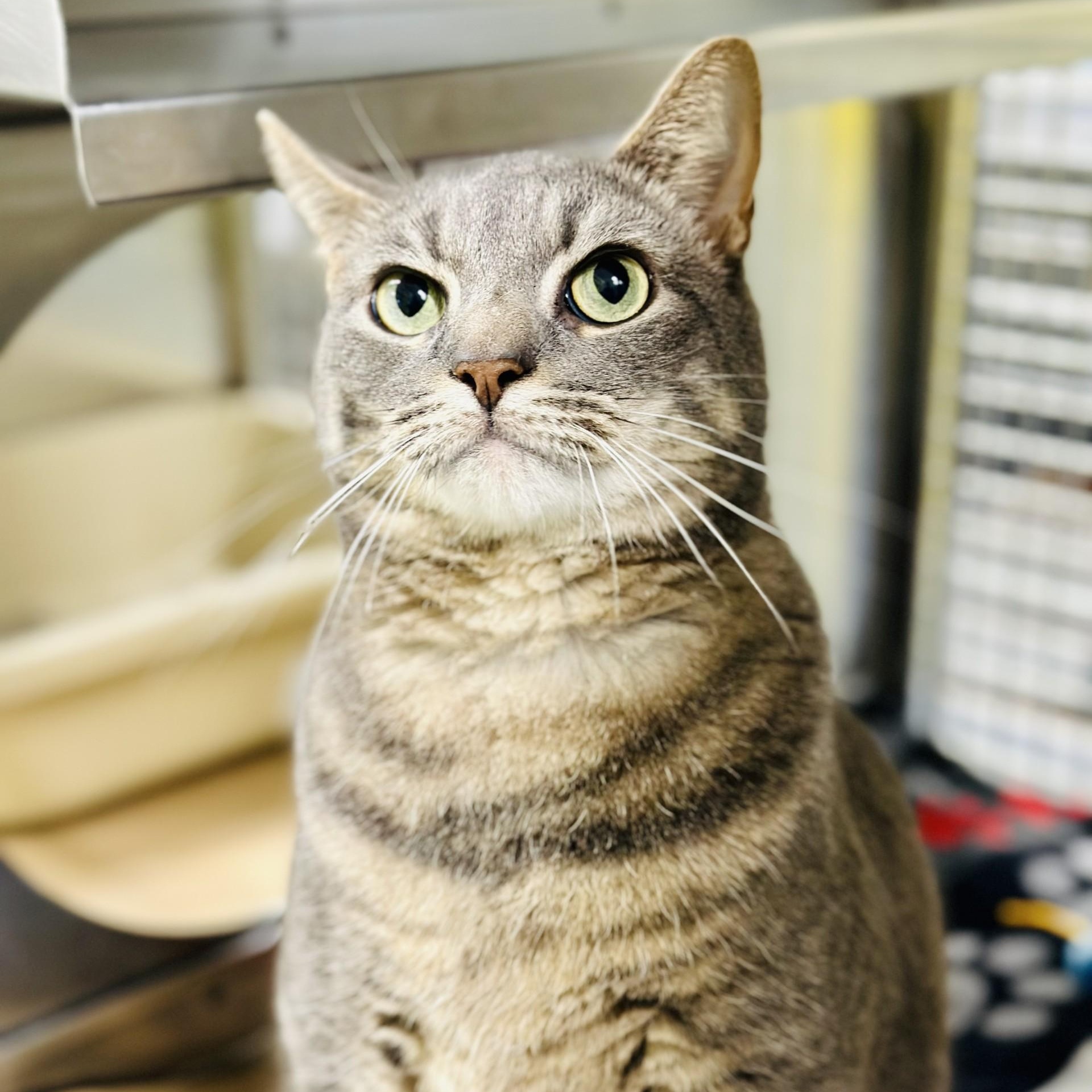 Enlarge JJ , a ADOPTABLE Domestic Short Hair in Jackson, NJ image 2/3