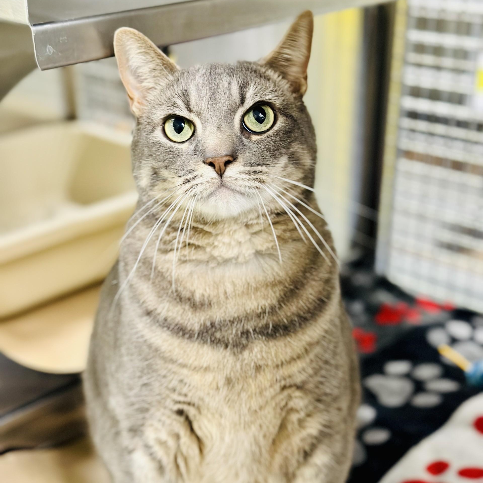 Enlarge JJ , a ADOPTABLE Domestic Short Hair in Jackson, NJ image 1/3