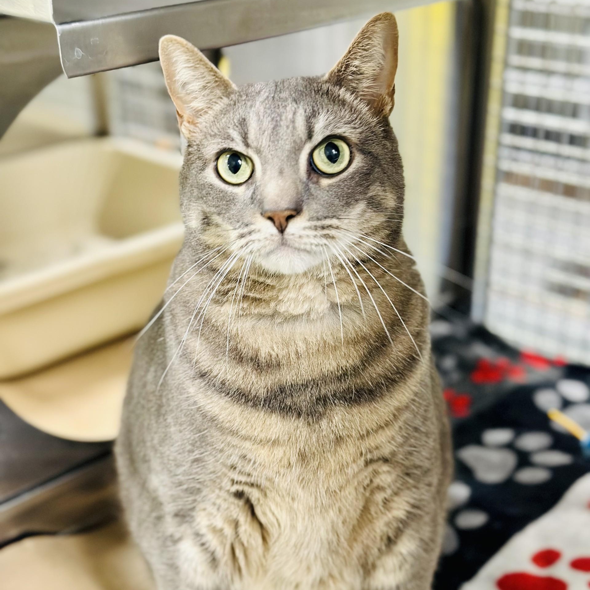 Enlarge JJ , a ADOPTABLE Domestic Short Hair in Jackson, NJ image 3/3