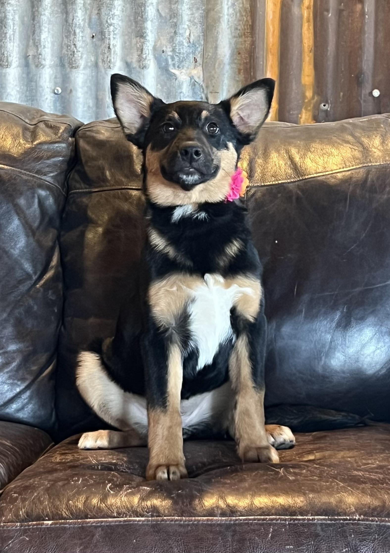 Enlarge Amelia, a Adoptable mixed breed in Grand Junction, CO image 3/4