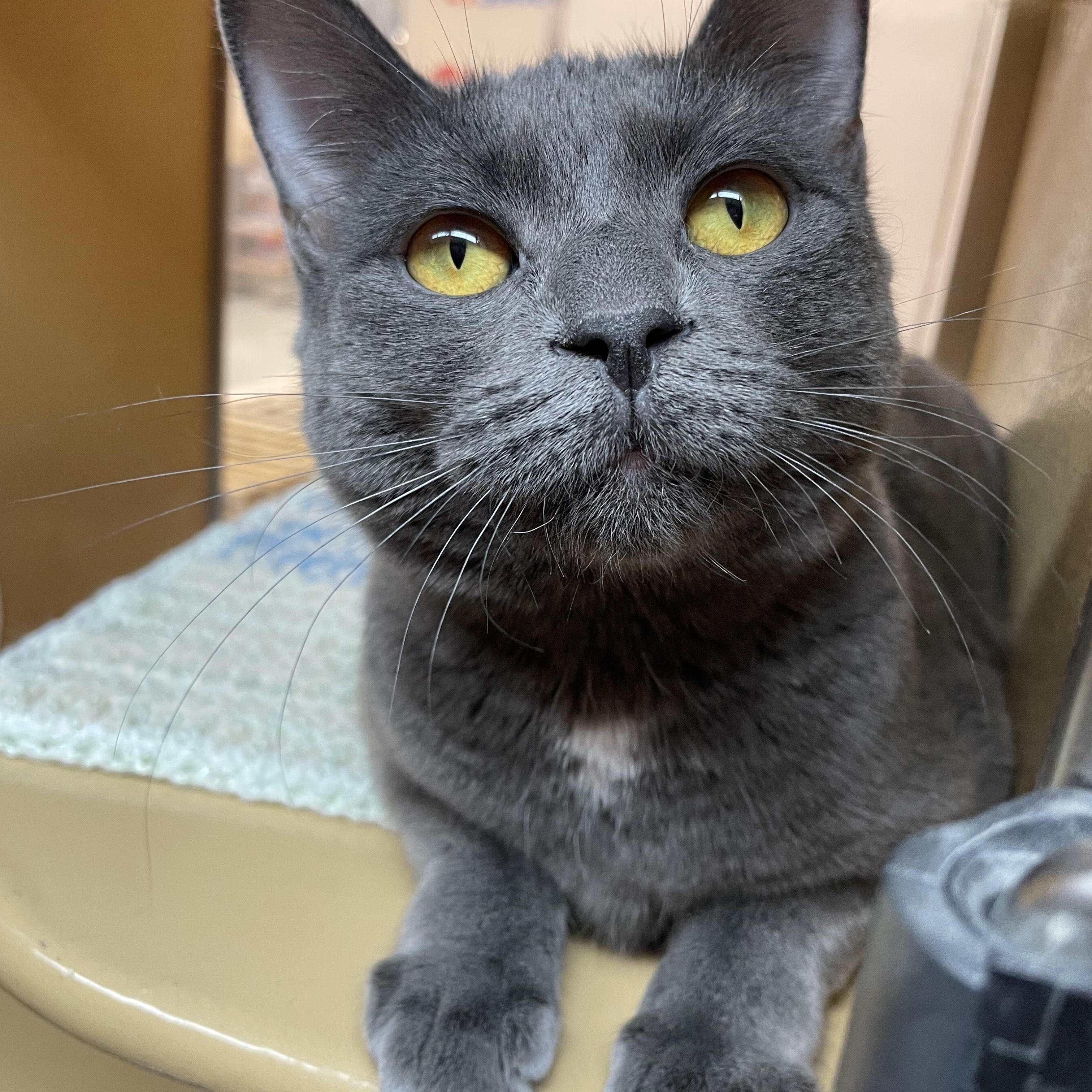 Enlarge Silver (**bonded with Little Grey**), a Adoptable Domestic Short Hair in Scarborough, ON image 2/6