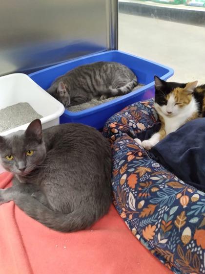 Silver, a Adoptable Domestic Short Hair in Pickering, ON image 1/6