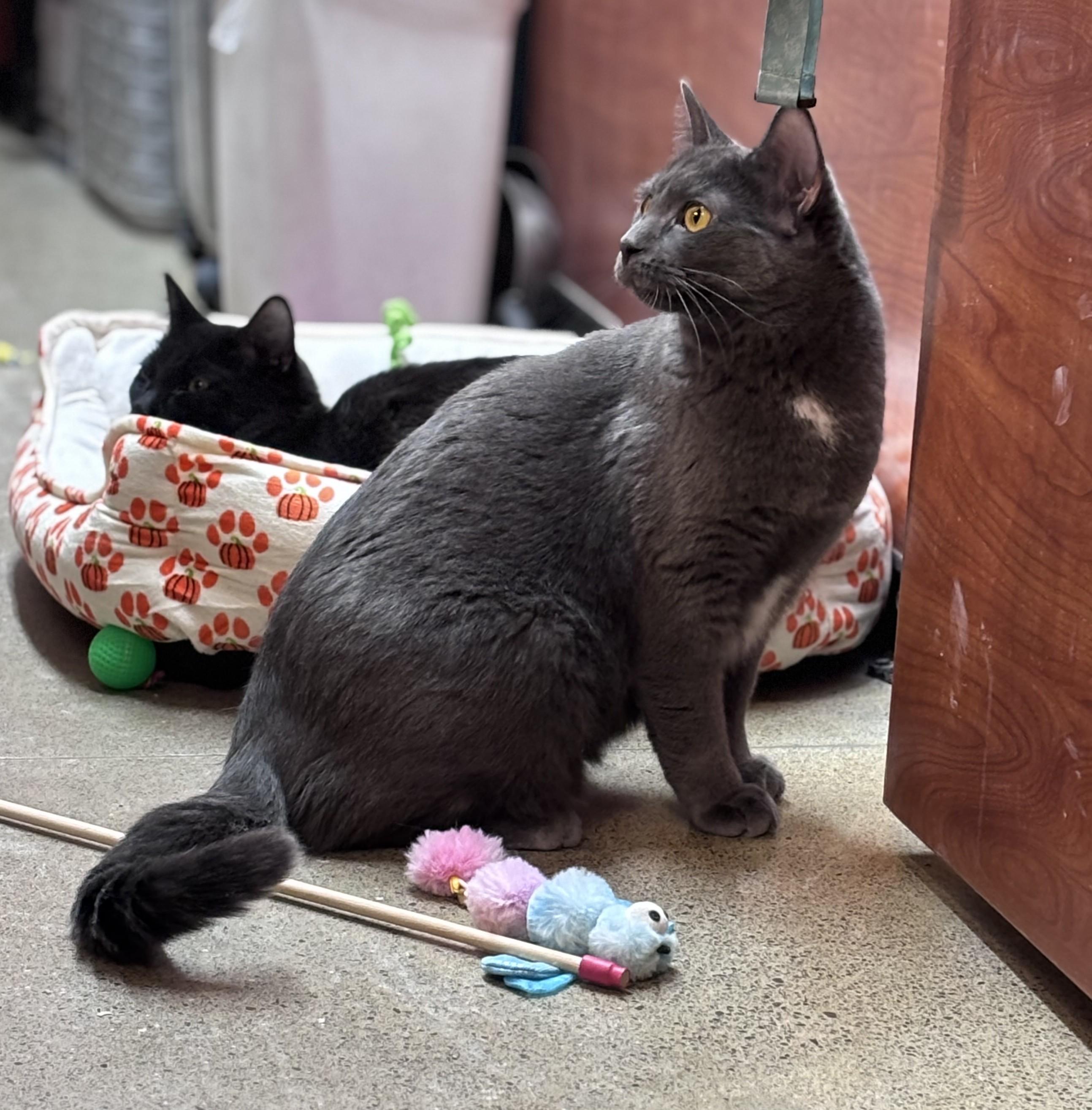 Enlarge Silver (**bonded with Little Grey**), a Adoptable Domestic Short Hair in Scarborough, ON image 3/6