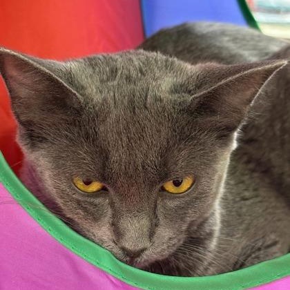 Enlarge Silver, a Adoptable Domestic Short Hair in Pickering, ON image 3/6