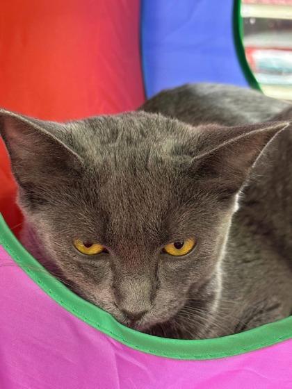Silver, a Adoptable Domestic Short Hair in Pickering, ON image 2/6