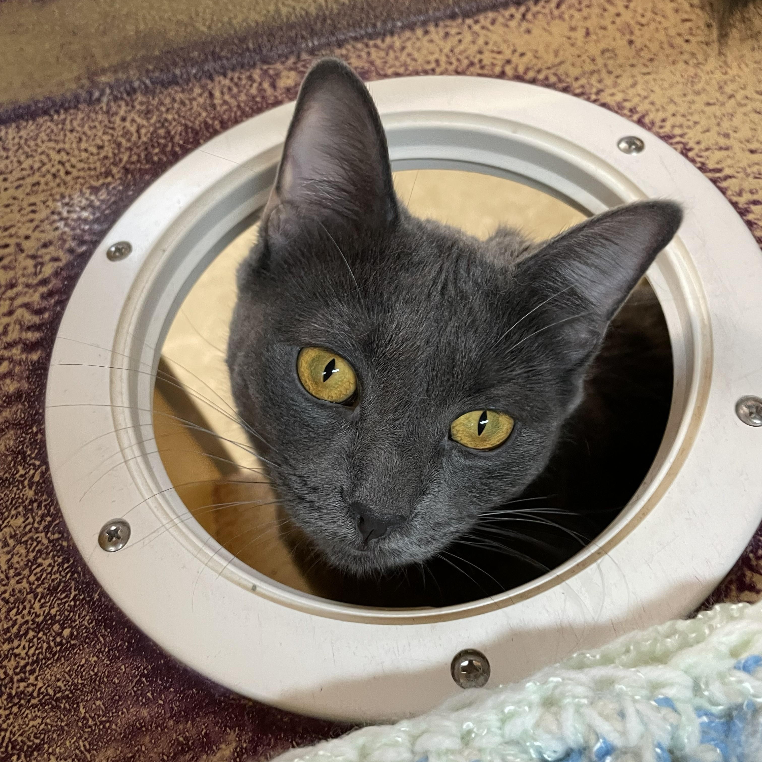 Silver (**bonded with Little Grey**), Adoptable, Young Female Domestic Short Hair.