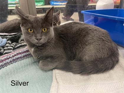 Silver, Adoptable, Young Female Domestic Short Hair.