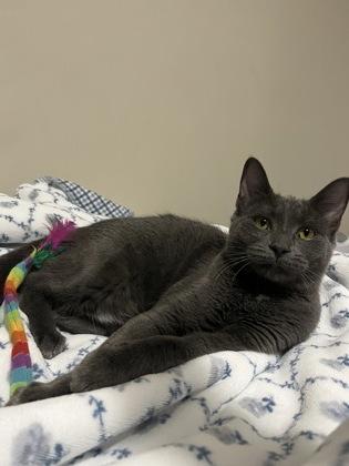 Silver, a Adoptable Domestic Short Hair in Pickering, ON image 4/6