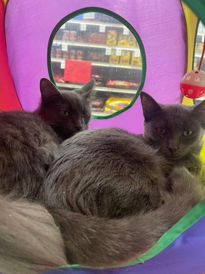 Silver, a Adoptable Domestic Short Hair in Pickering, ON image 5/6