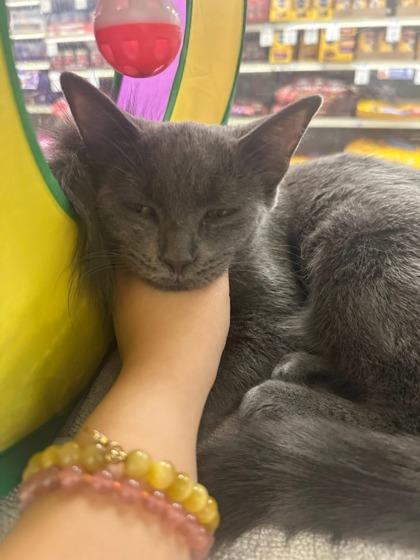 Silver, a Adoptable Domestic Short Hair in Pickering, ON image 6/6