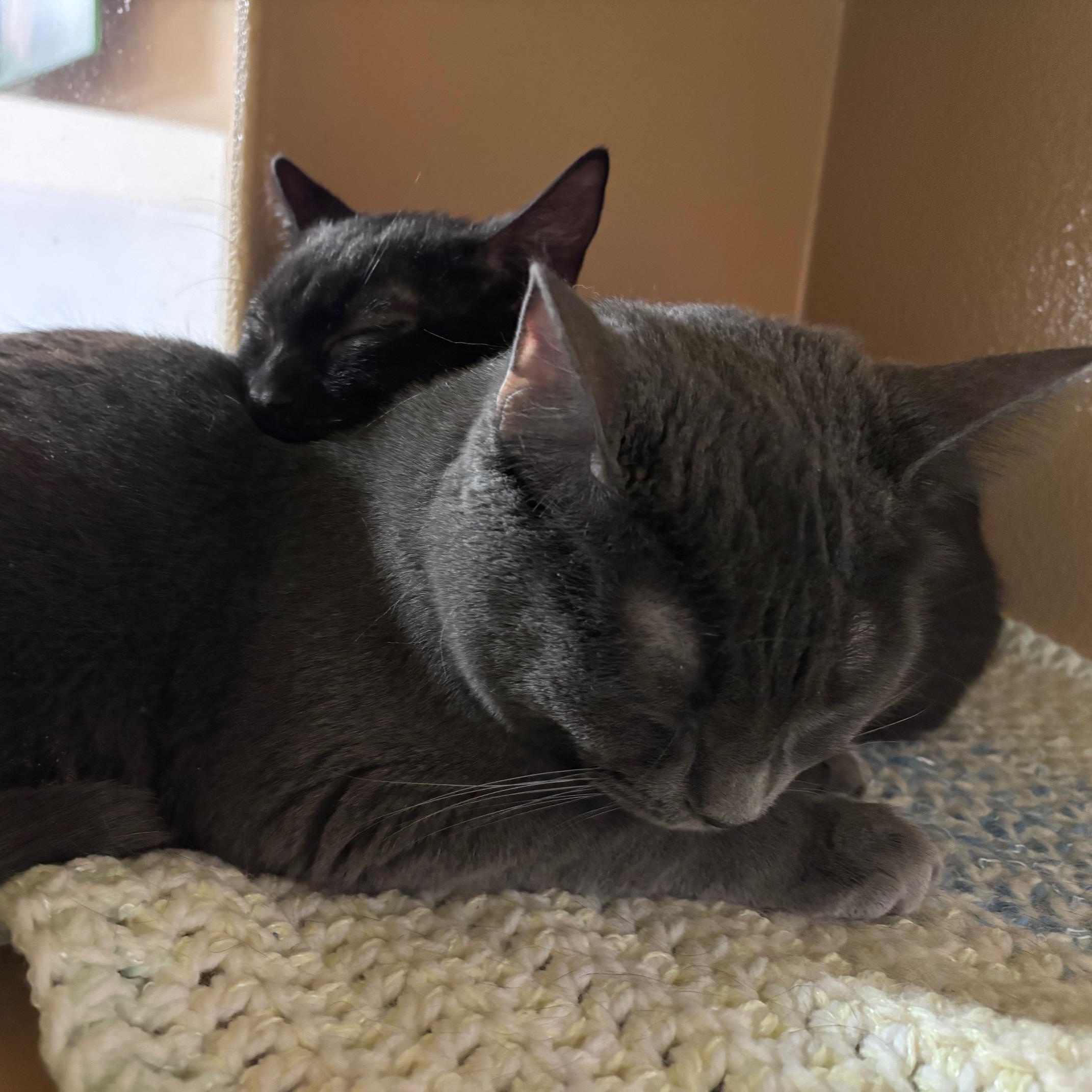 Enlarge Silver (**bonded with Little Grey**), a Adoptable Domestic Short Hair in Scarborough, ON image 6/6