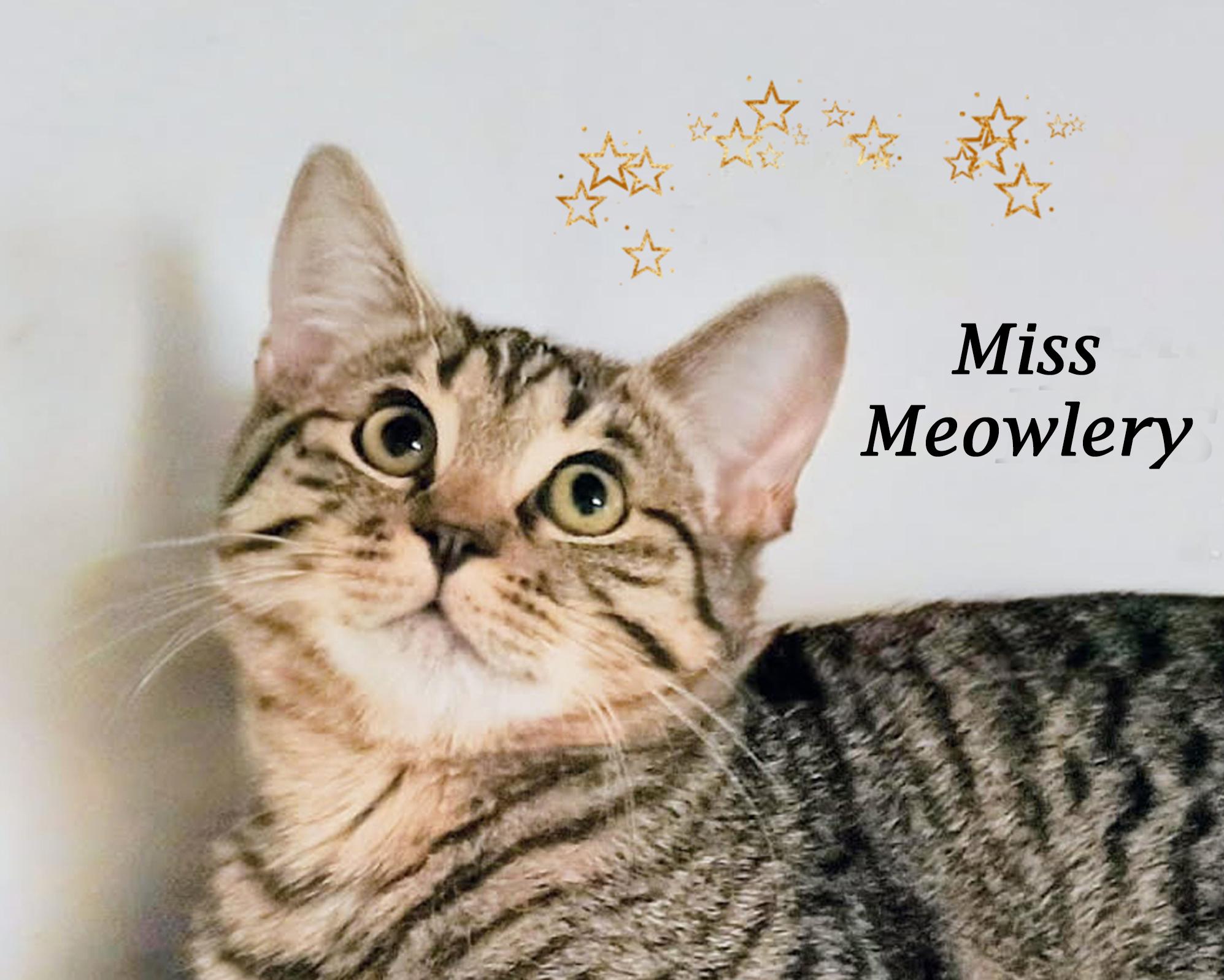 Enlarge MISS MEOWLERY, a Adoptable Tabby in Monrovia, CA image 1/6