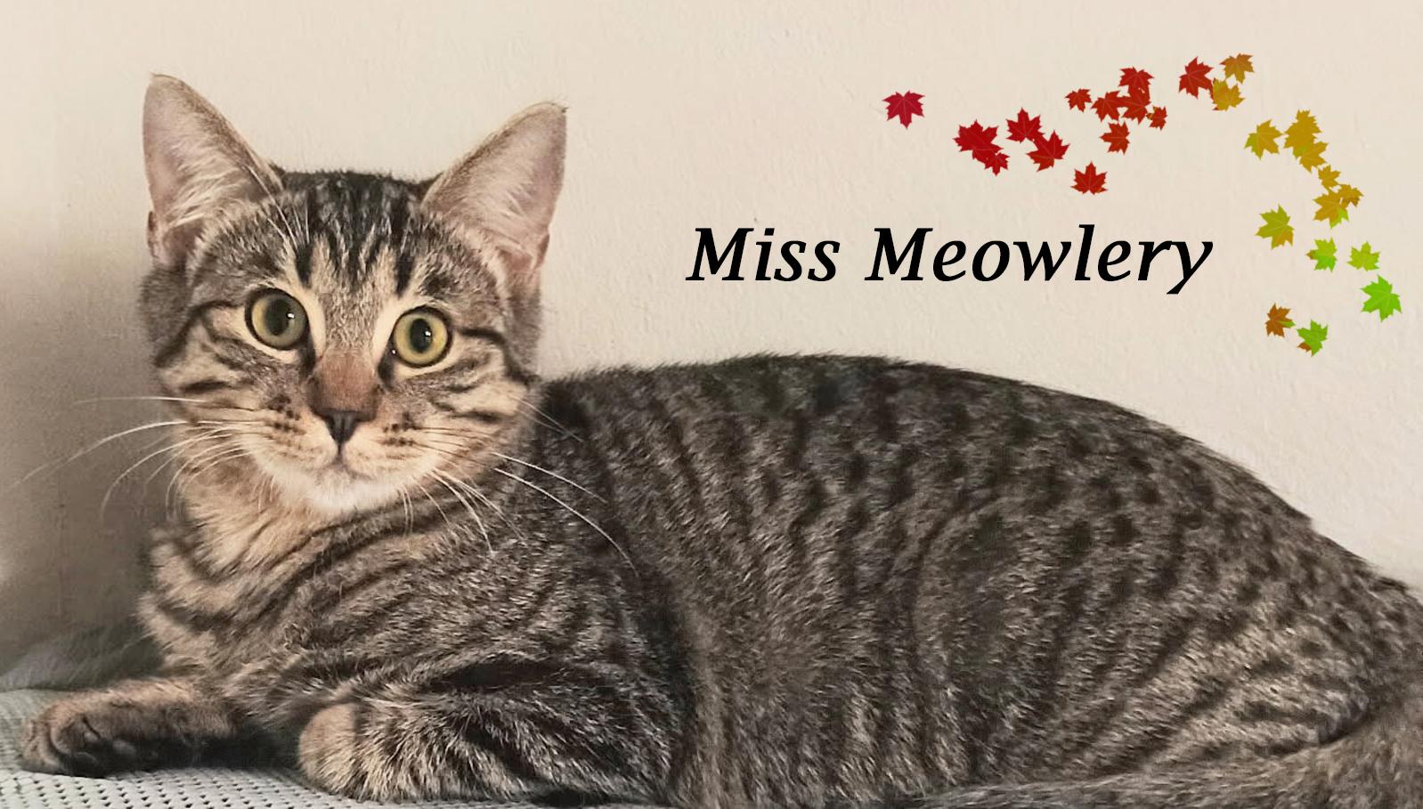 Enlarge MISS MEOWLERY, a Adoptable Tabby in Monrovia, CA image 2/6