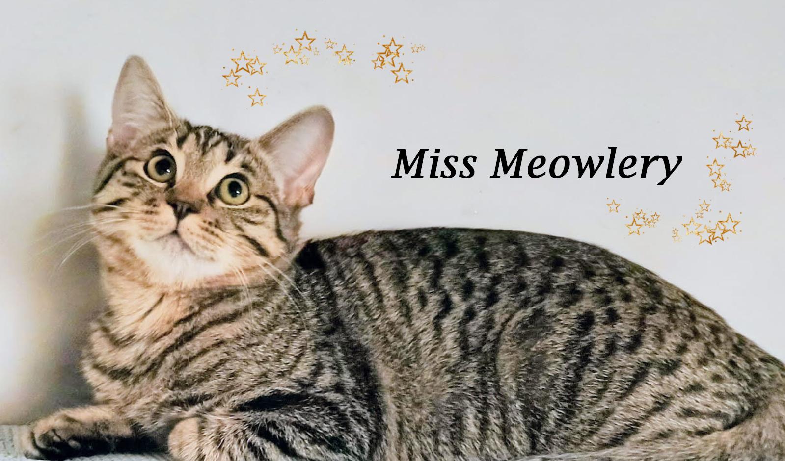 Enlarge MISS MEOWLERY, a Adoptable Tabby in Monrovia, CA image 4/6