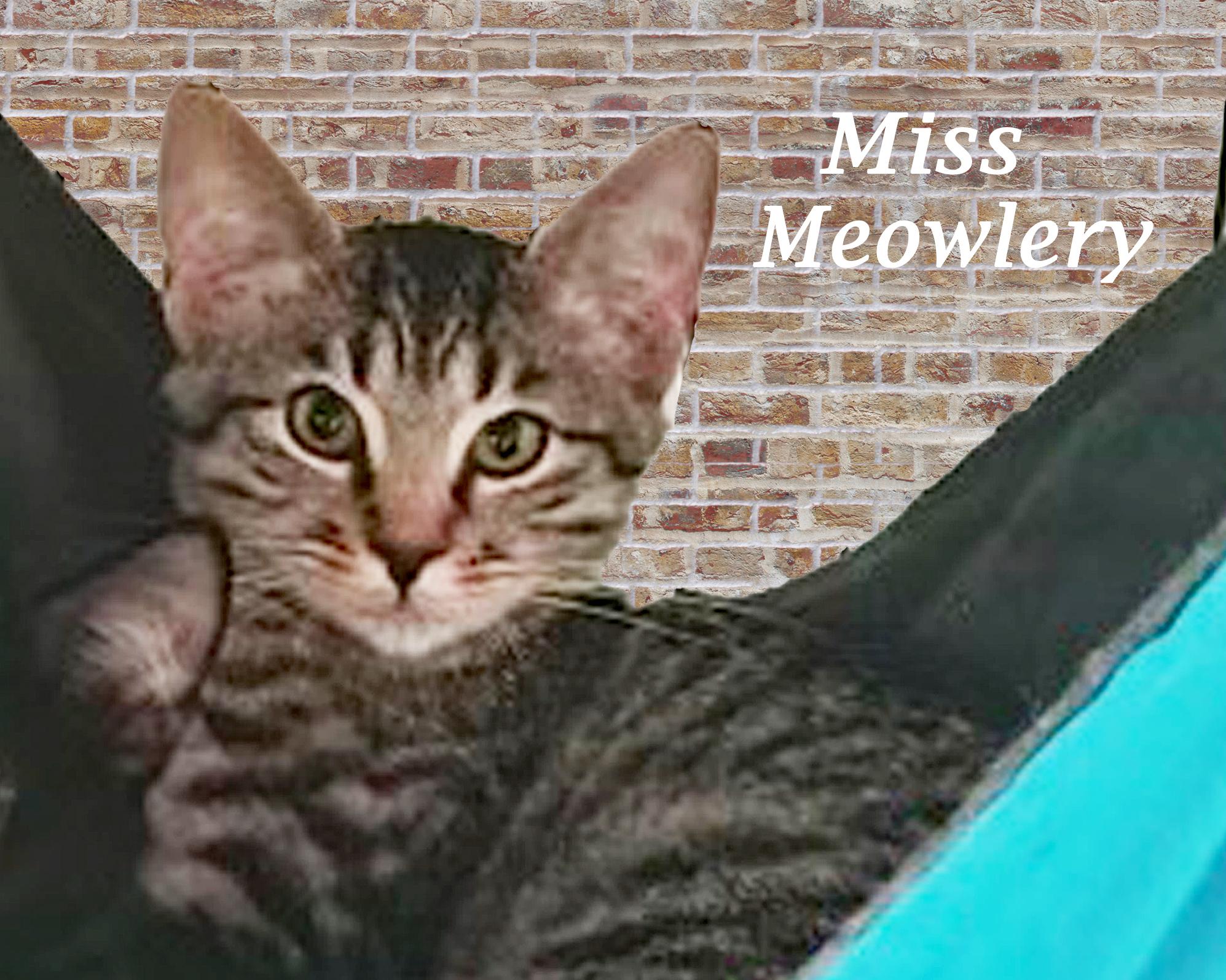 MISS MEOWLERY, Adoptable, Young Female Tabby.