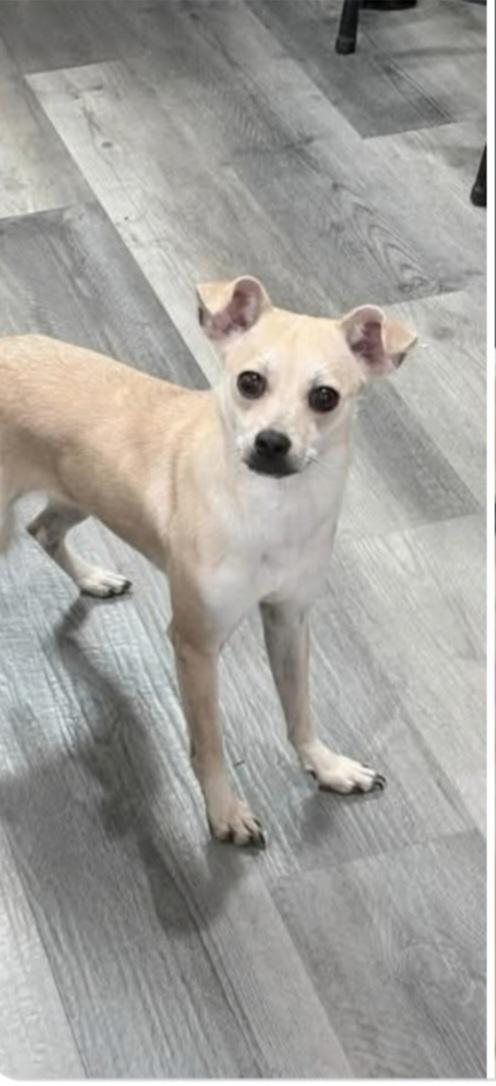 Hope, Adoptable, Young Female Chihuahua.