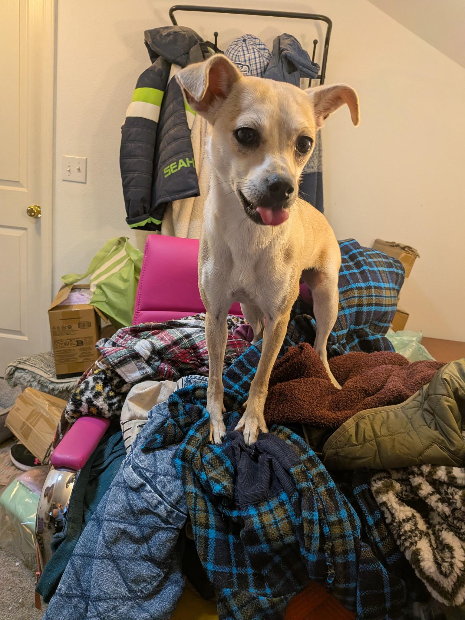 Enlarge Hope, a Adoptable mixed breed in Olympia, WA image 3/3
