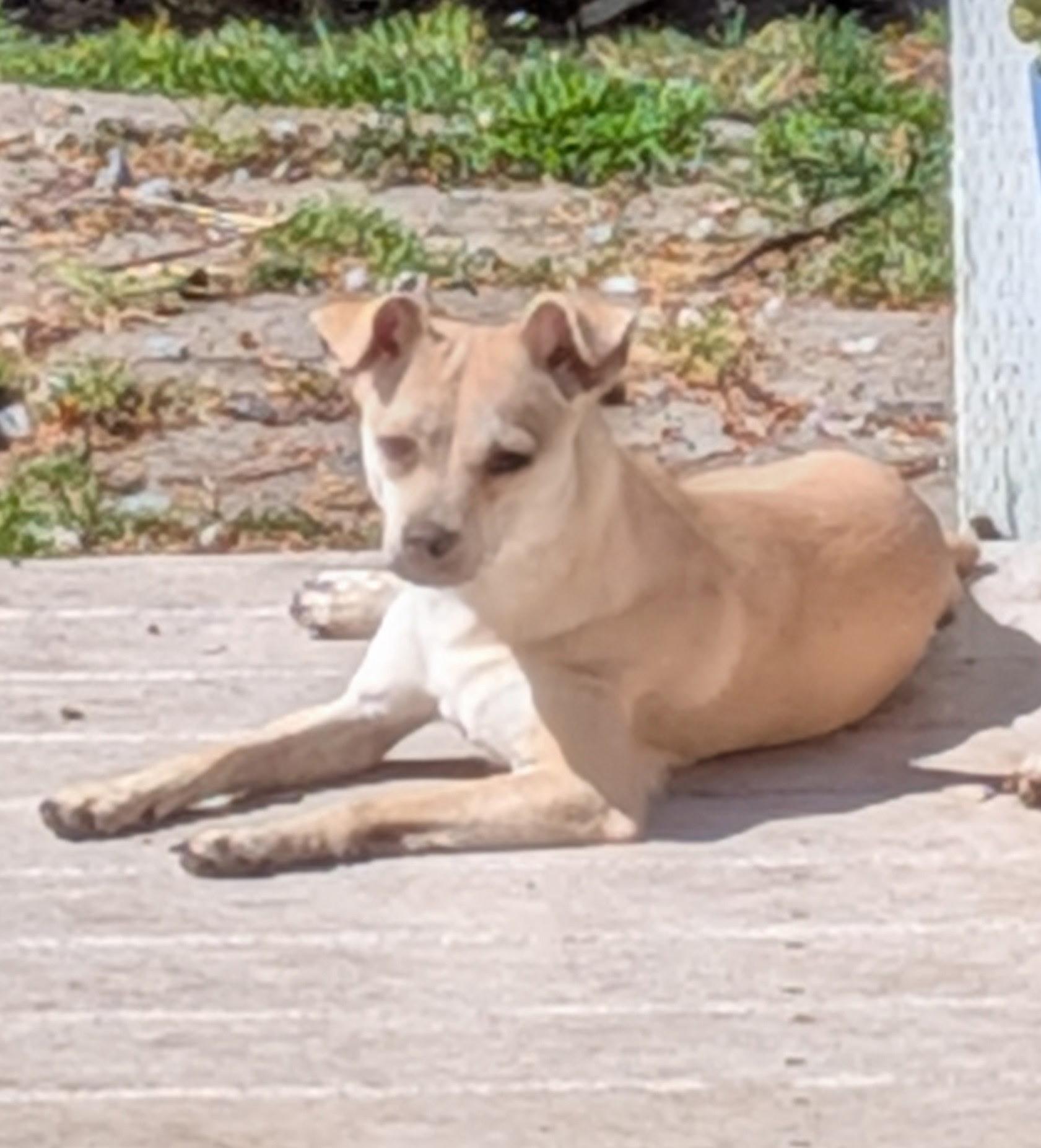 Enlarge Hope, a Adoptable mixed breed in Olympia, WA image 2/3
