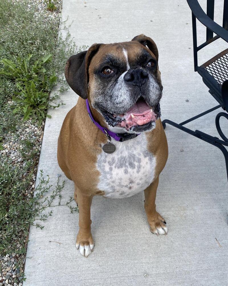 Ellie, Adoptable, Senior Female Boxer.