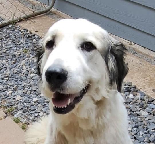 Dolce, a ADOPTABLE Great Pyrenees in Claremont, NC image 1/2