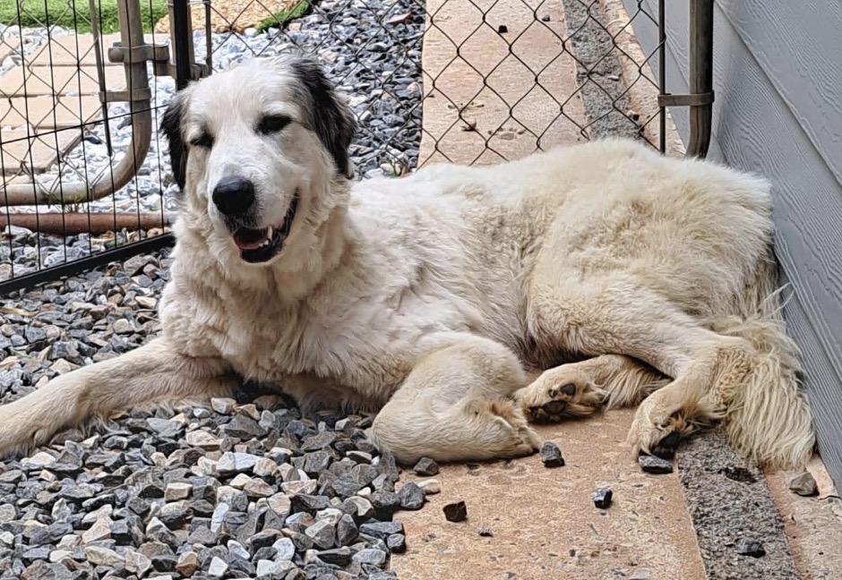 Dolce, a ADOPTABLE Great Pyrenees in Claremont, NC image 2/2