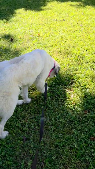 Enlarge Dolce, a ADOPTABLE Great Pyrenees in Claremont, NC video 3/4